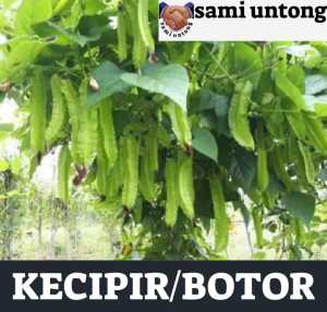BENIH KECIPIR HIJAU PANJANG MUDAH TUMBUH DAN BERBUAH LEBAT