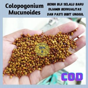 1 kg benih biji kacangan LCC CM