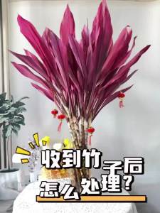 富贵竹水培植物盆栽绿植花卉室内花客厅招财水养绿萝箩紫竹鸿运竹
