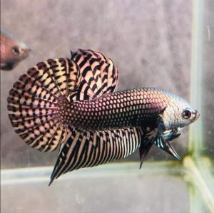 WILD Alien betta (Copper)