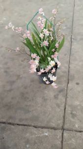 [Siêu Sale] vũ nữ hồng lâu mộng hồng đang nở rộ hoa