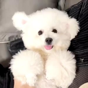 🐶COD👍หวีสัตว์เลี้ยง หวีสเตนเลส หวีสางเห็บหมัด สําหรับกําจัดหมัดขนสัตว์เลี้ยง