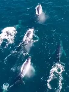 Sotong pedas dan pedas dengan kepala Poppy sotong segera kalengan makanan laut kecil kerang masak tiram sotong dengan hidangan Mustard