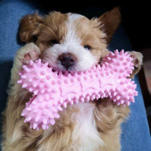 Dog Toy Bite-Resistant Molar Teeth Cleaning Corgi Teddy Puppy Large Dog Self-Entertainment Relieving Stuffy Handy Gadget Pet Supplies