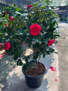 Camellia Japonica drama Girl  คาเมเลีย japonica / คาเมเลีย  ต้นใหญ่80-100cm