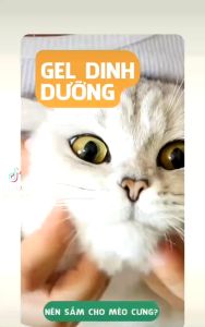 gel dinh dưỡng BOOST IMMU for cat bổ sung khoáng tảo biển cho mèo - T3 PETS SHOP