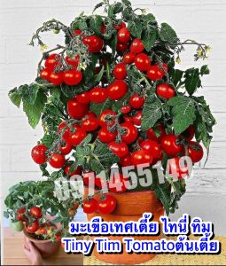 เมล็ดมะเขือเทศแคระแดงมะเขือเทศไทนี่ทิม-200เมล็ด Dwarf Potted Tomato Original ***ศึกษาวิธีการเพาะได้ในรายละเอียดสินค้า**