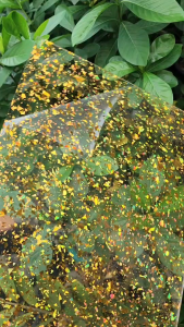 แผ่นอะคริลิคกากเพชรหยาบ หนา3มม.ขนาด 25x30cm งานเลื่ยมพระ และ งานDIYต่างๆ