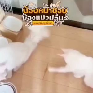 [10ตัว] Fussy Boss ฟัสซี่บอส ขนมไก่นิ่มรูปจิ้งจก ทานได้ทั้งแมวและสุนัข ไก่รูปจิ้งจก ขนมแมว ขนมสุนัข