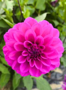 O&R Garden Dahlia Flower Bulb