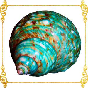 Turbo Green Burgees 2 - 3 Inches Turbo Mamoratus excited Green Turbon