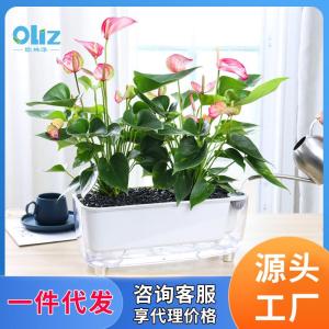 Chậu Hoa Treo Tường Trong Suốt Bằng Nhựa Tự Hấp Thụ Nước Cho Cây Leo Xanh Đơn Giản Không Cần Tưới Nước Chậu Hoa Trang Trí Nhà Cửa