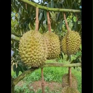 Bibit Durian Bawor Kaki 3 Super Unggul