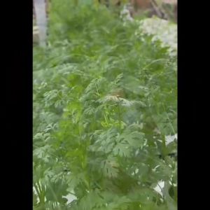 AAA ผักซอง สามเอ A130#ผักโตเหมี่ยว เมล็ดพันธุ์ โตเหมี่ยว เมล็ดพันธุ์ผัก เมล็ดผัก ผักสวนครัว ตราAAA