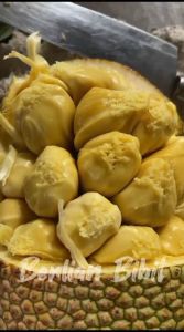 Bibit tanaman cempedak okulasi super BERLIAN BIBIT UNGGUL