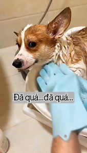 Găng tay silicon tắm chải lông cho chó mèo thú cưng - Đen Ta pet shop