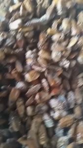 แมงแคงไข่คั่วแห้ง 100 กรัม