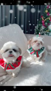 ชุดคริสต์มาสหมาแมว ชุดคริสต์มาสหมาใหญ่ แบบผ้าคลุม ปลอกคอ พร้อมหมวก ซานต้าหมา ซานต้าแมว Christmas Costume For Dogs