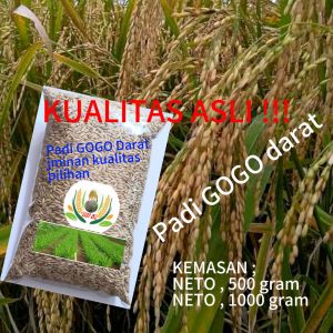 Bibit padi GOGO darat beras merah 1 kg