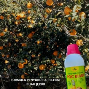 Pupuk Obat Penyubur Tanaman Buah Jeruk Nipis Limo & Obat Semprot Pupuk Pelebat Buah Jeruk Bali Cair
