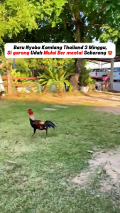ORIGINAL Kamlang Super Thai Black Platinum Jamu Ayam Jago Bangkok Kamlang Full Power Doping Rawatan Harian Ayam Jago Bangkok