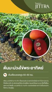 จิตตรา ต้นพันธุ์มะม่วงไข่พระอาทิตย์ เออร์วิน ไทโย โน ทามาโกะ เสียบยอดสูง 60-80 ซม. ปลูกปีเดียวติดลูก พร้อมส่ง เครมฟรี ต้นพันธุ์ผลไม้ ต้นเตี้ย ผลดก