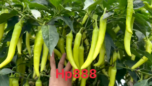 (Gói 5gr) Hạt Giống Ớt Sừng Vàng Lai F1 HP-888 NUMBER ONE