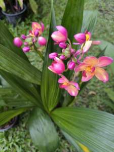 กล้วยไม้ดินใบหมากออกดอกตลอดทั้งปีลำต้นสวยเหมือนมะพร้าวแคระปลูกเลี้ยงง่าย