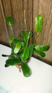 Hoya Rotundiflora / Rotundiflora Hoya /Hoya Variety / Hoya Plant