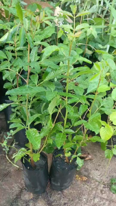 ต้นมะตูมแขกหรือมะตูมซาอุ เพาะเมล็ด แพ๊ค3ต้น100บาท พร้อมปลูก