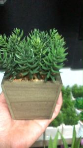 ต้นไม้ปลอมพร้อมกระถางไม้ขนาดเล็ก กระถางต้นไม้ปลอมมินิมอล