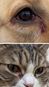 PET Gentamicin Sulfate Eye Drops For Infection For Dogs & Cats Eyes And Tear Stain Remover