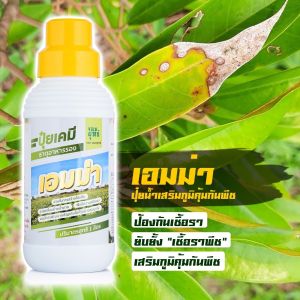 1000 cc ปุ๋ยเคมีเอมม่า ป้องกันเชื้อรา สูตรเข้มข้น พืช 1 ขวด
