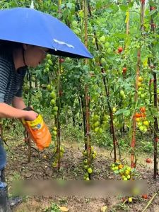 ถุง200กรัมล้างแบคทีเรียอนุภาคประเภทการหว่านโภชนาการปุ๋ยไม้ผลในทุ่งนาดอกไม้ปุ๋ยเม็ดวัตถุประสงค์ทั่วไป ฮอร์โมน  พืช ไตรโคเดอร์