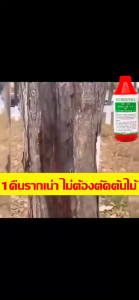 COD ยาฆ่าต้นไม้ใหญ เข้มข้นสุด1000g ยาฆ่าตอต้นไม้ ตรงไปที่ราก รากไม้เน่า ยาฆ่าตอไม้ใหญ่ ไม่ทำร้ายดิน บอกลาการตัดต้นไม้ด้วยตนเอง ยากำจัดต้นไม้ใหญ่ สารกำจัดกอไผ่ สารกำจัดต้นไม้ ยาฆ่าไผ่