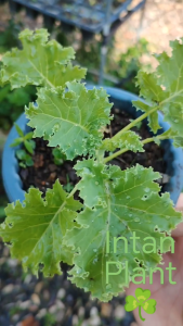 100 seeds in Original Vacuum Pack of Kale Seeds