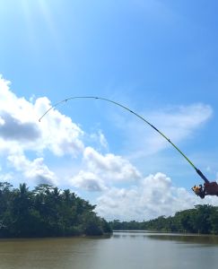 Joran Pancing Udang bahan Piber lentur  cocok untuk di  Empang Sungai