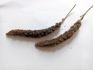 Jewawut Hitam tangkai pakan Alami burung dan hamster