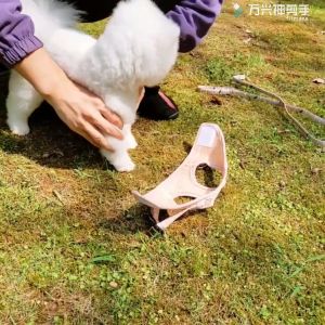 Harness Anjing Rompi Anjing Harness Kucing Tali Kucing Baju Kucing Tali Tuntun Anjing Rompi Kucing