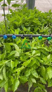 [Bán sỉ] Bộ 50 béc tưới nhỏ giọt bù áp 2l/h 4l/4 8l/h Đầu tưới nhỏ giọt tự cân bằng áp dùng trong hệ thống tưới nhỏ giọt béc nhỏ giọt chống tắc tưới chậu cây vườn tường tưới cây trồng nhà màng nhà kính