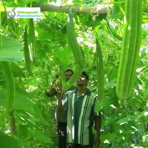 BENIH GAMBAS OYONG HIBRIDA JAKA F1 ISI 10 GRAM CAP MUTIARA BUMI