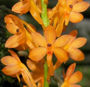 Vanda Ascocentrum Miniatum Pot Vanda Bunga Anggrek Vanda Species Cantik Unik Spesi Vanda