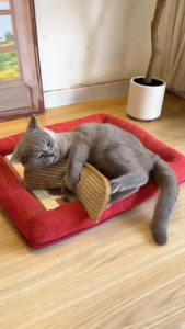 หมอนแมว ของเล่นแมว  มีแคทนิปในตัว  แข็งแรง ทนต่อการกัด  การข่วน ทำจากเชือกป่าน K