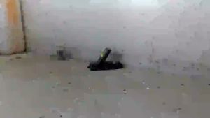 Beli 3 Lebih Murah Bison Cepitan Tikus Besar Alat Perangkap Jebakan Jepit Tikus Blister & Perangkap Tikus Mouse Trap Joni Cat