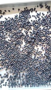 TEH BIJI BUAH ANGKUNG KERING OBAT STROKE 250 BIJI BONUS 15 BIJI