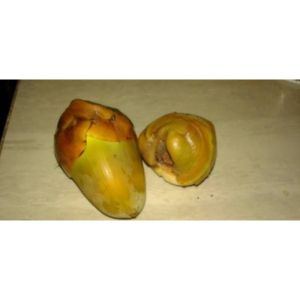 tembuluk buruluk kelapa muda kecil/beluluk/kelapa kecil herbal alami