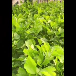 รอยเลียน ผักชีฝรั่ง ผักซอง ม้ารูง Z028 2000 เมล็ด เมล็ดพันธุ์ผัก ผักชี เมล็ดผัก เมล็ดพืช ผักสวนครัว