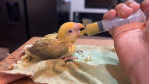 250g - 500g | JASIA Premium Handfeed Formula for Baby Birds (with FREE Syringe and Kusot)