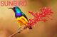 SUNBIRD