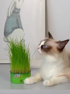 AP AIMAYAPET Canned Cat Grass Kit Grass Hydroponic Plant Pot Hydroponic Cultivation of Cat Grass To Help Digest Cat Snack Promote Hair Removal Ball Pet Supplies